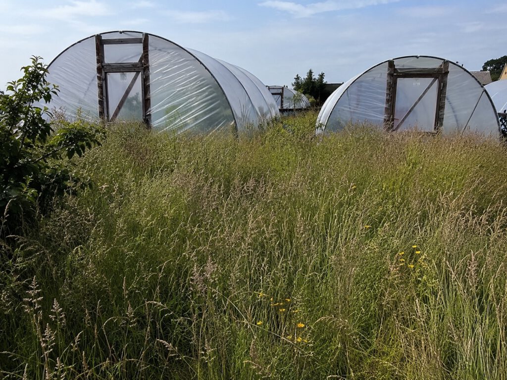 Before — overgrown Balbriggan allotment, two years of weeds between the polytunnels